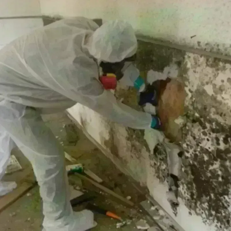 Mold Remediation and Removal in Delta County, TX